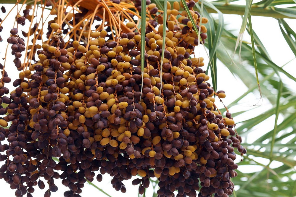 The Affordable and Nutritious Dates You Need